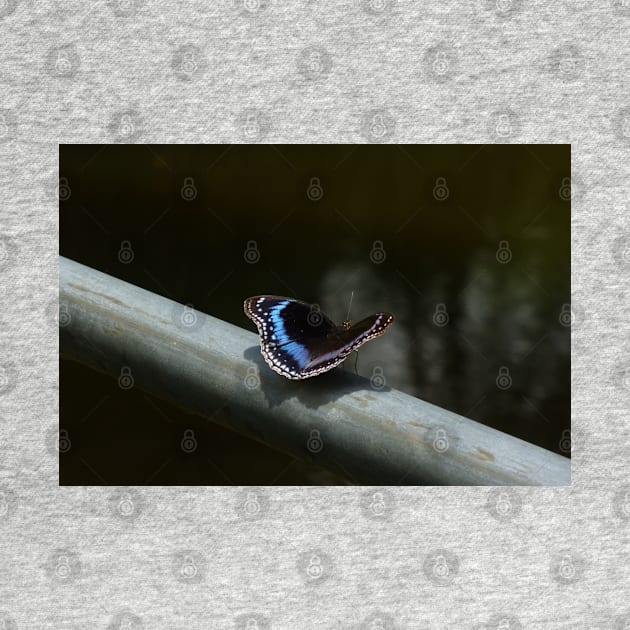Pretty Blue Butterfly by KaSaPo